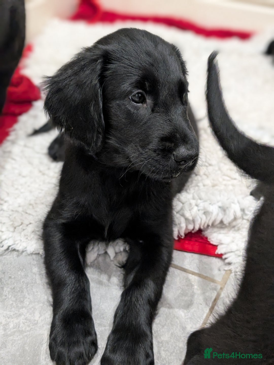 Flat coated Retriever dogs for sale: READY NOW Flat Coated Retriever Puppies - Image 14