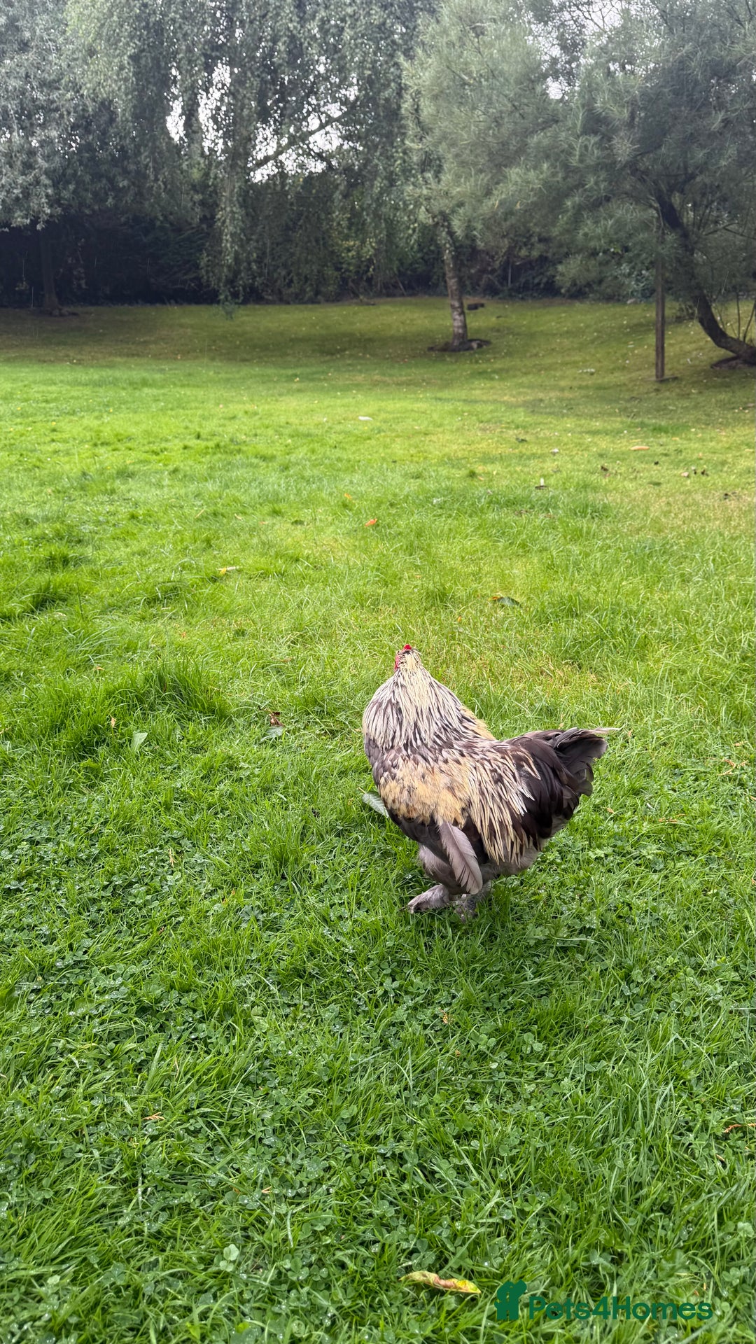 Chickens poultry for sale: 4 VERY HANDSOME HAND REARED SILKY MIX COCKERELS  - Image 22