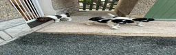 English Springer Spaniel dogs for sale: English Working Springer Spaniels - Advert 3
