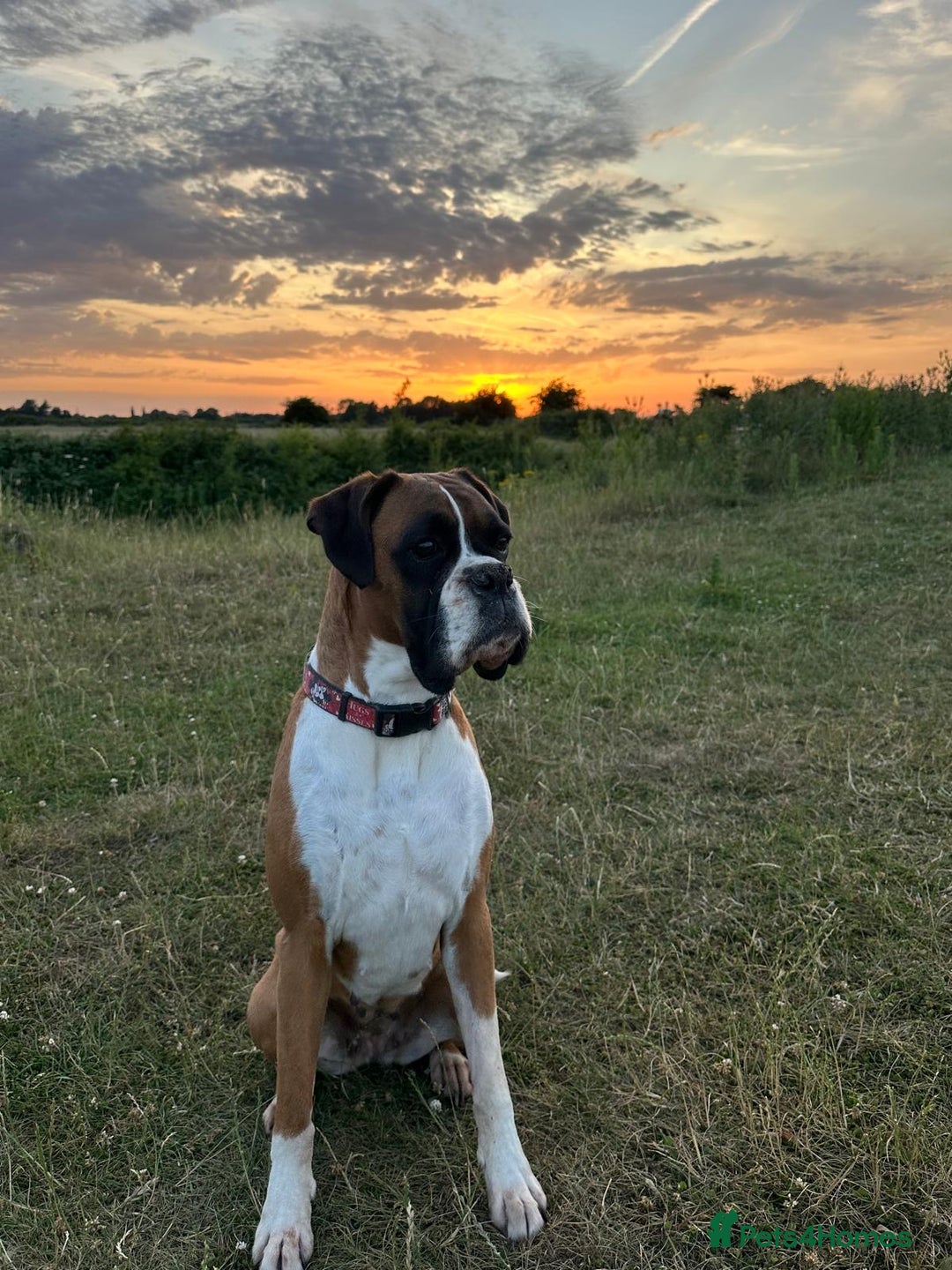 Mixed Breed dogs for sale: Boxador puppies - Advert 4