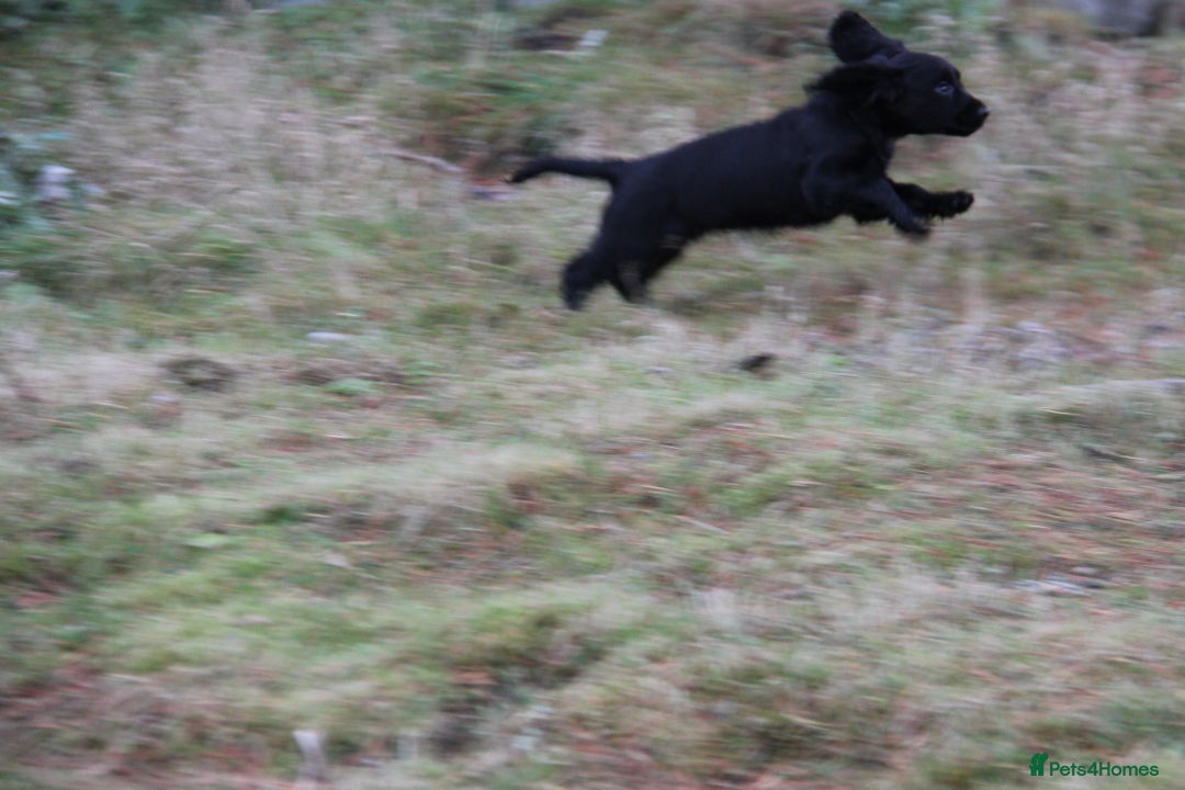 Cocker Spaniel dogs for sale: Gorgeous KC Reg Cocker Spaniels for Forever Homes - Advert 31