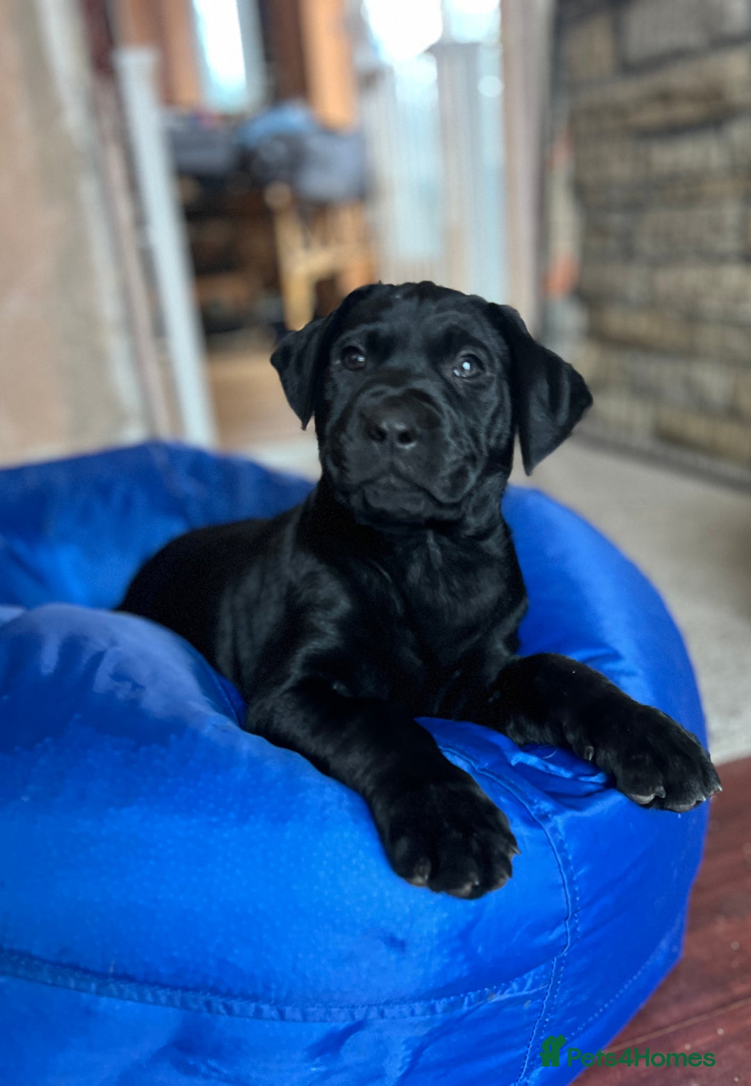 Labrador Retriever dogs for sale: Beautiful Labrador  - Image 4
