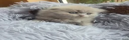 British Longhair cats for sale: Kittens lilack, blue fluffy boys, Scottish fold  - Advert 30