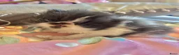 Persian cats for sale: GCCF Active Persians Grand Champion Lines - Advert 3