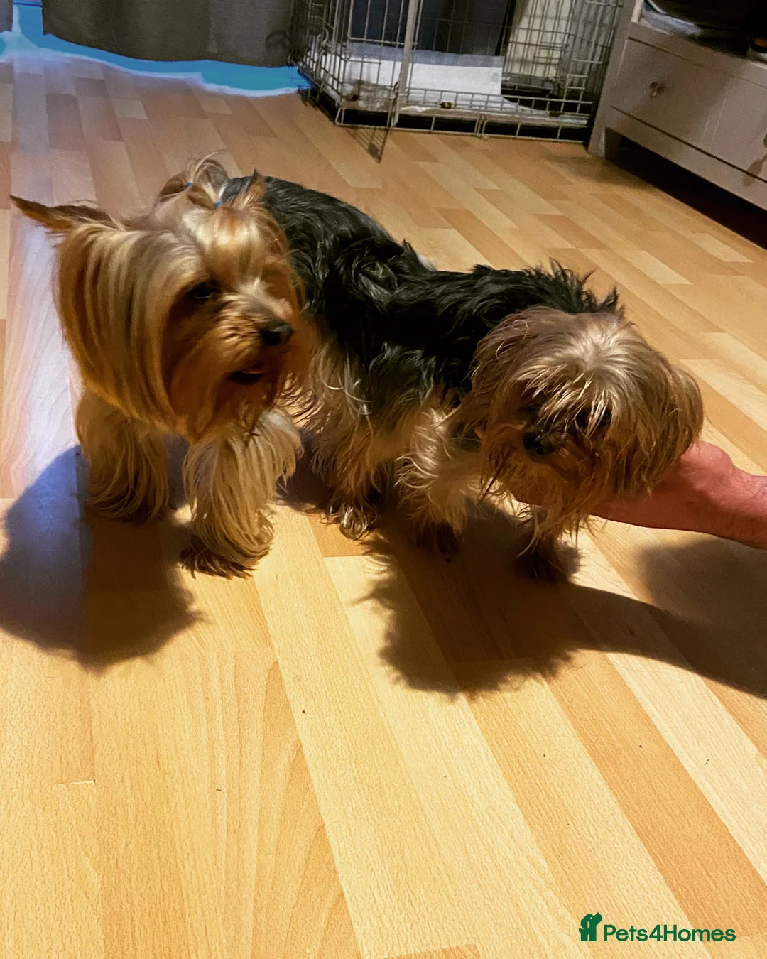 Yorkshire Terrier dogs for stud: Yorkshire terrier for stud  in Hornchurch - Advert 28