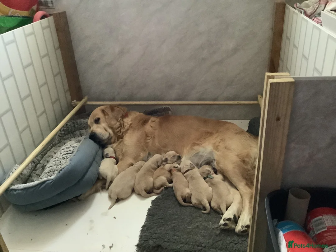 Golden Retriever dogs for sale: Golden Retriever puppies - Advert 1