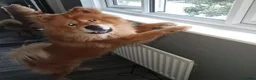 Chow Chow dogs for sale: 7 year old chow chow male red  - Advert 3