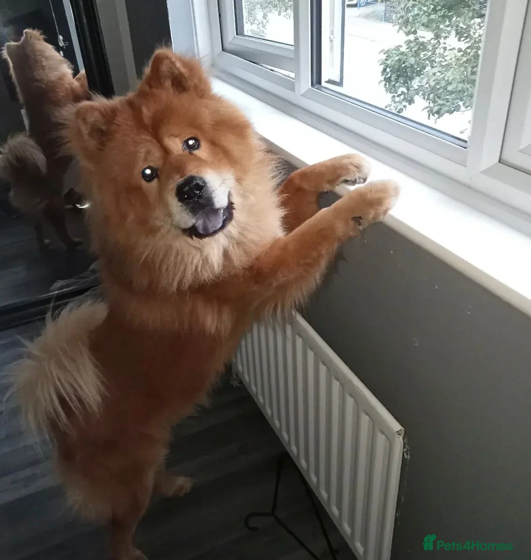 Chow Chow dogs for sale: 7 year old chow chow male red  - Advert 3