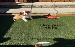 Cavalier King Charles Spaniel dogs for sale: DNA tested parents, Kc reg Cavalier pups - Image 10