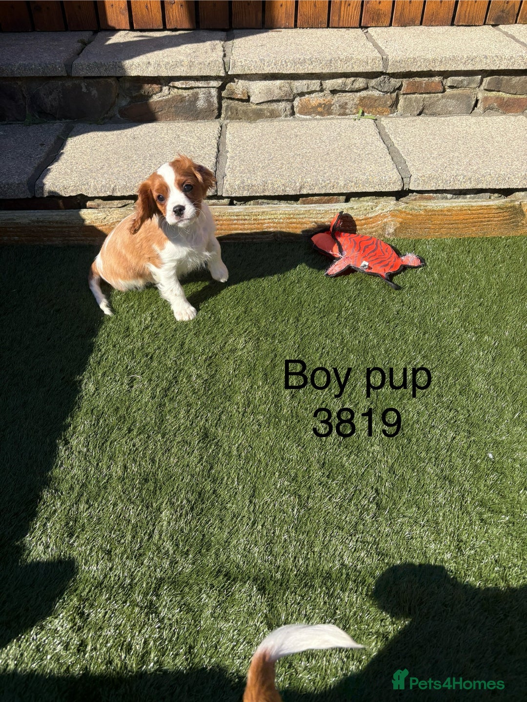 Cavalier King Charles Spaniel dogs for sale: DNA tested parents, Kc reg Cavalier pups - Image 10