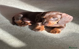Miniature Dachshund dogs for sale: Reggie and Walter  - Advert 8