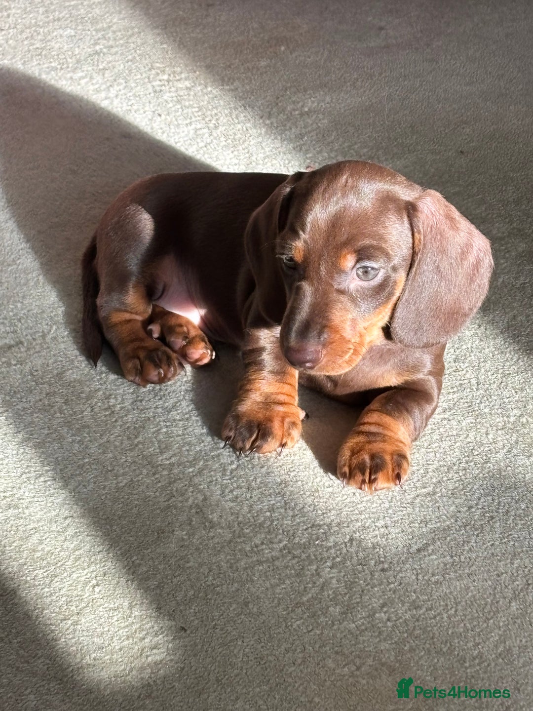 Miniature Dachshund dogs for sale: Reggie and Walter  - Advert 8