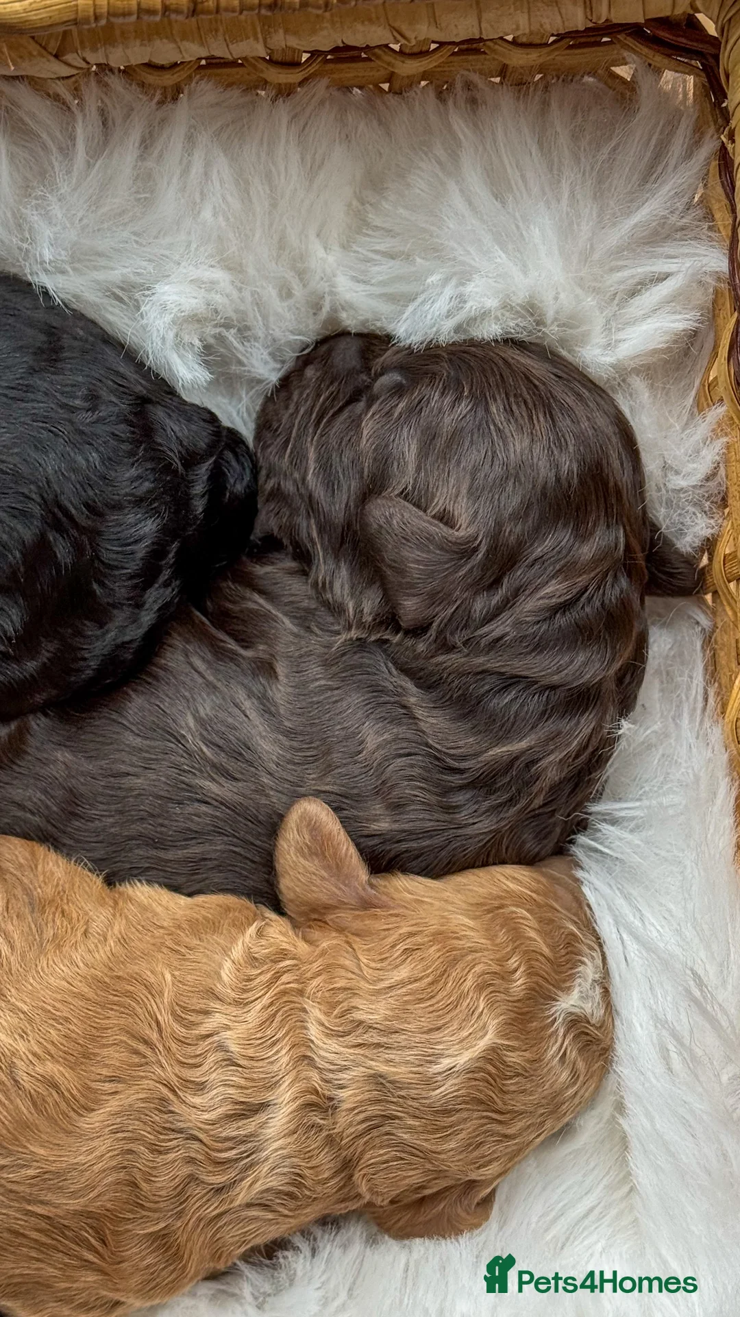 Australian Labradoodle dogs for sale: Five Australian Labradoodle puppies - Advert 10