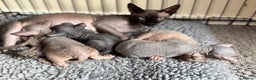 Sphynx cats for sale: ✨ Gorgeous Chunky Sphynx Kittens – Ready Soon! ✨ - Advert 18