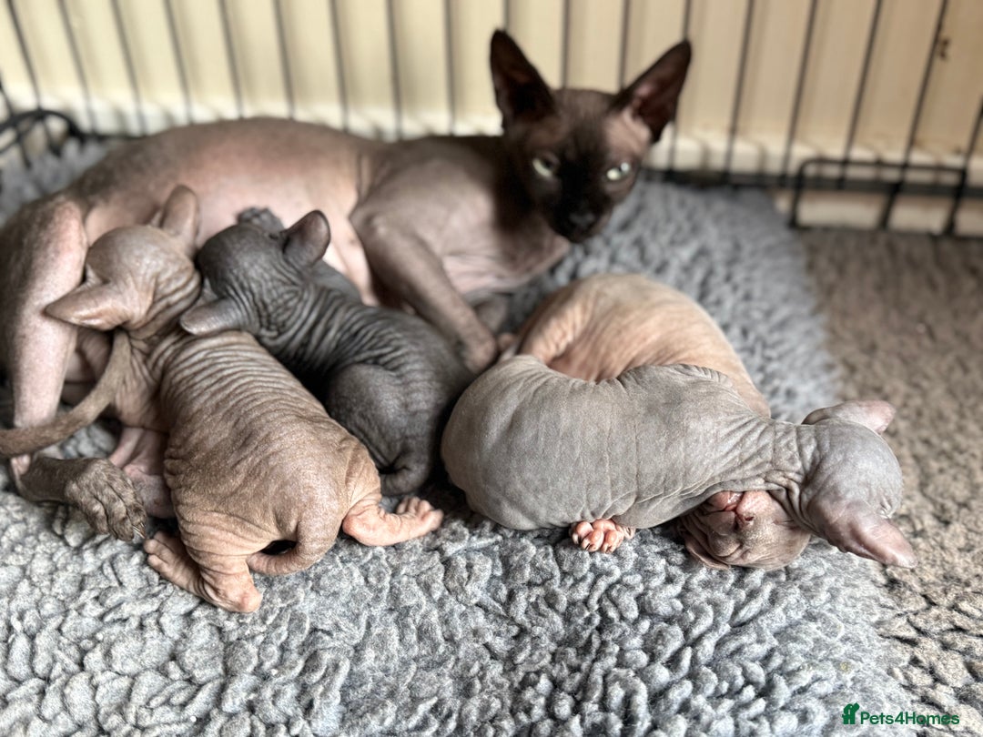 Sphynx cats for sale: ✨ Gorgeous Chunky Sphynx Kittens – Ready Soon! ✨ - Advert 18