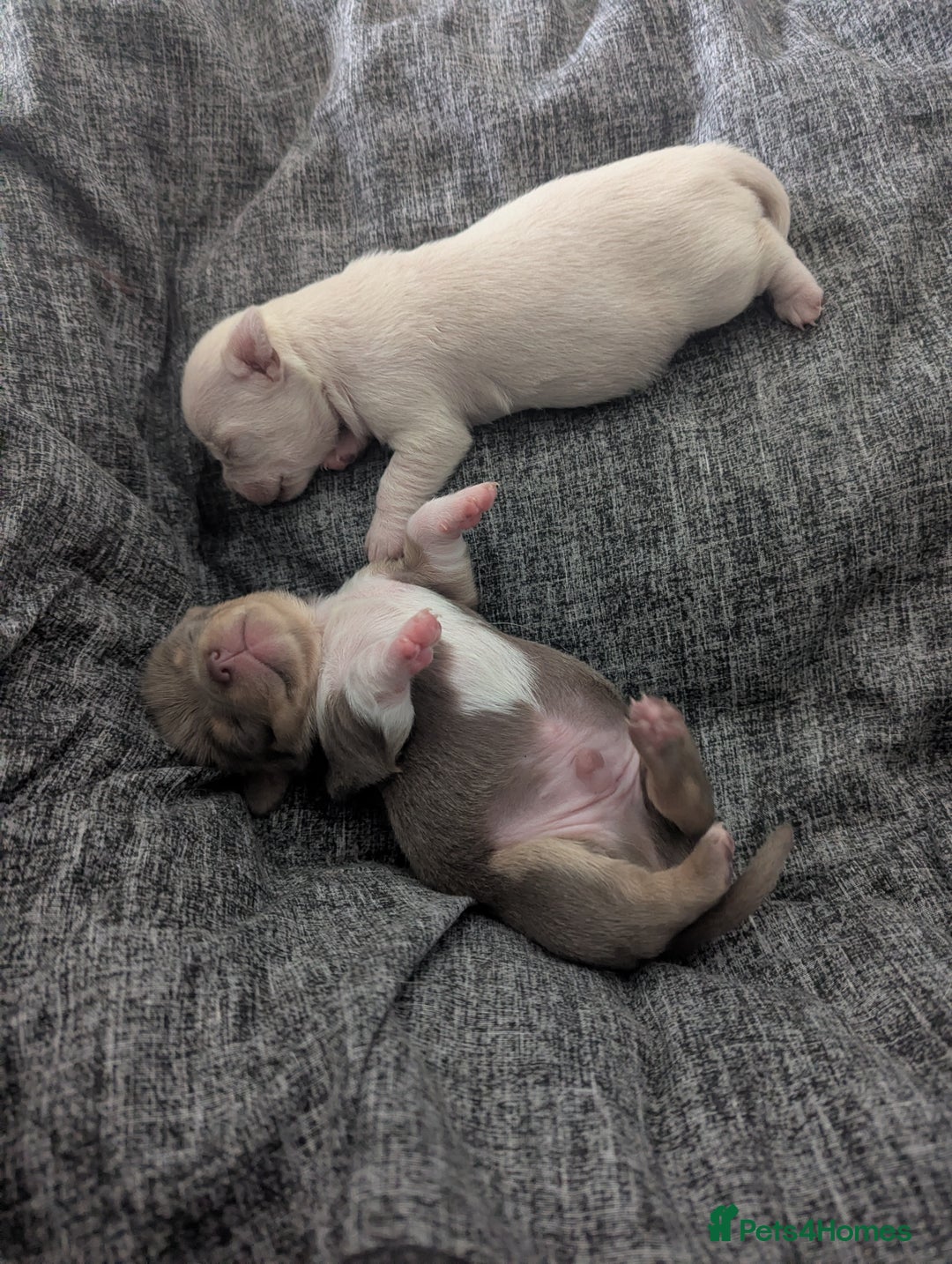 Chihuahua dogs for sale: 2 KC smooth coat boys - Advert 5