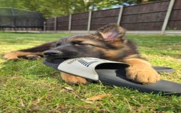German Shepherd dogs for sale: Outstanding KC longhaired german shepherd puppies - Image 29