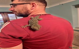 Gecko reptiles for sale: 2 x Female Tokay geckos and individual set ups - Image 4