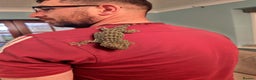 Gecko reptiles for sale: Female Tokay gecko and individual set up - Advert 4