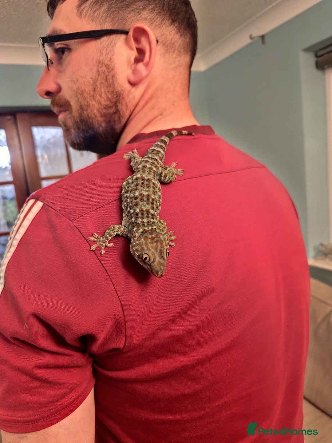 Gecko reptiles for sale: 2 x Female Tokay geckos and individual set ups - Image 4