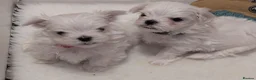 Maltese dogs for sale: Stunning Maltese puppies - Advert 11