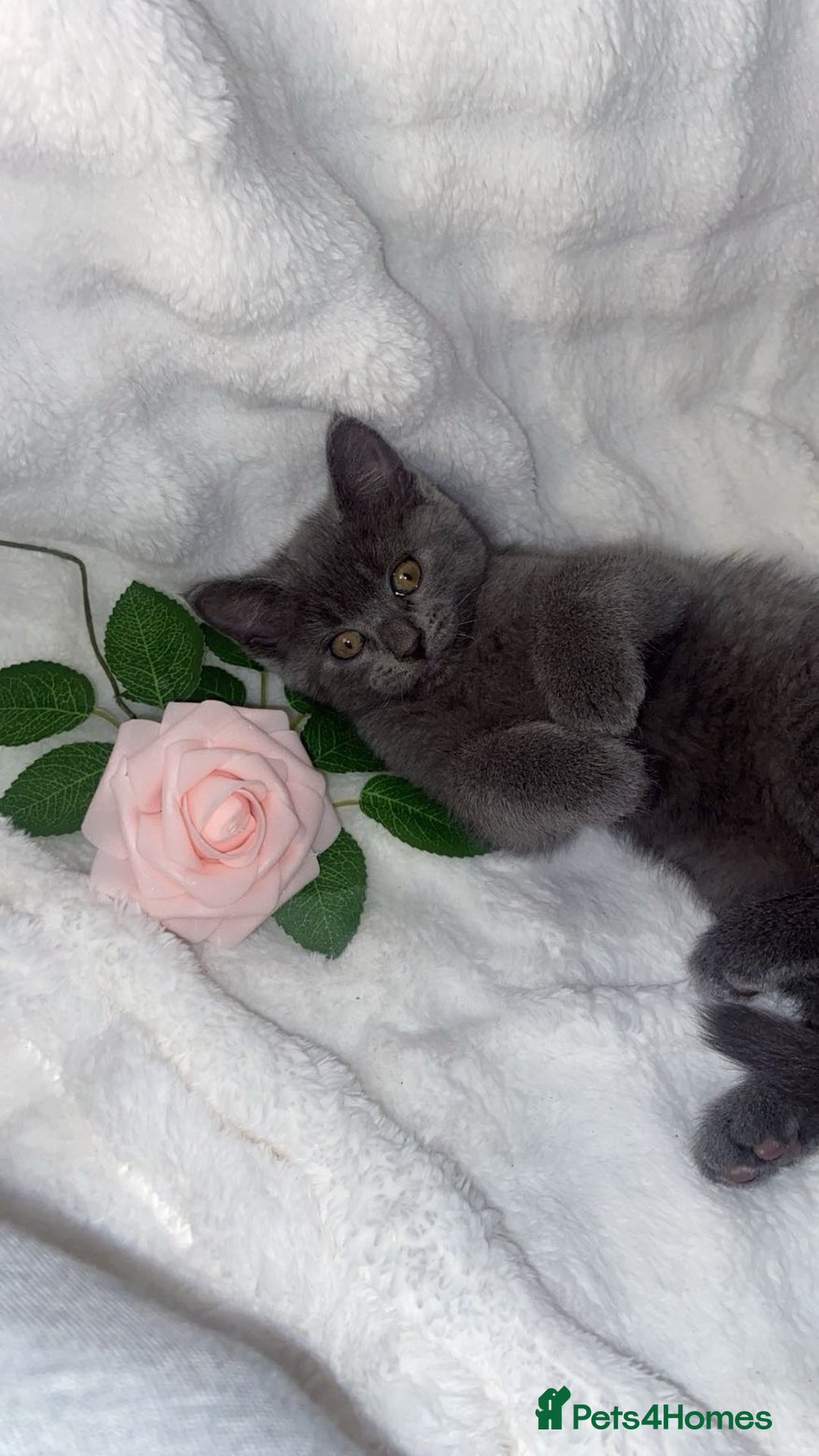 Mixed Breed cats for sale: Adorable Spyhnx X BSH Male Kitten Ready To Leave🏡 - Advert 2