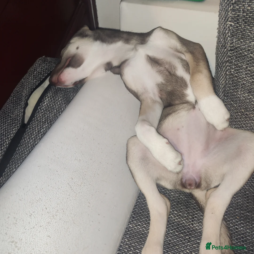 Mixed Breed dogs for sale: Beautiful female husky mix puppy - Advert 3