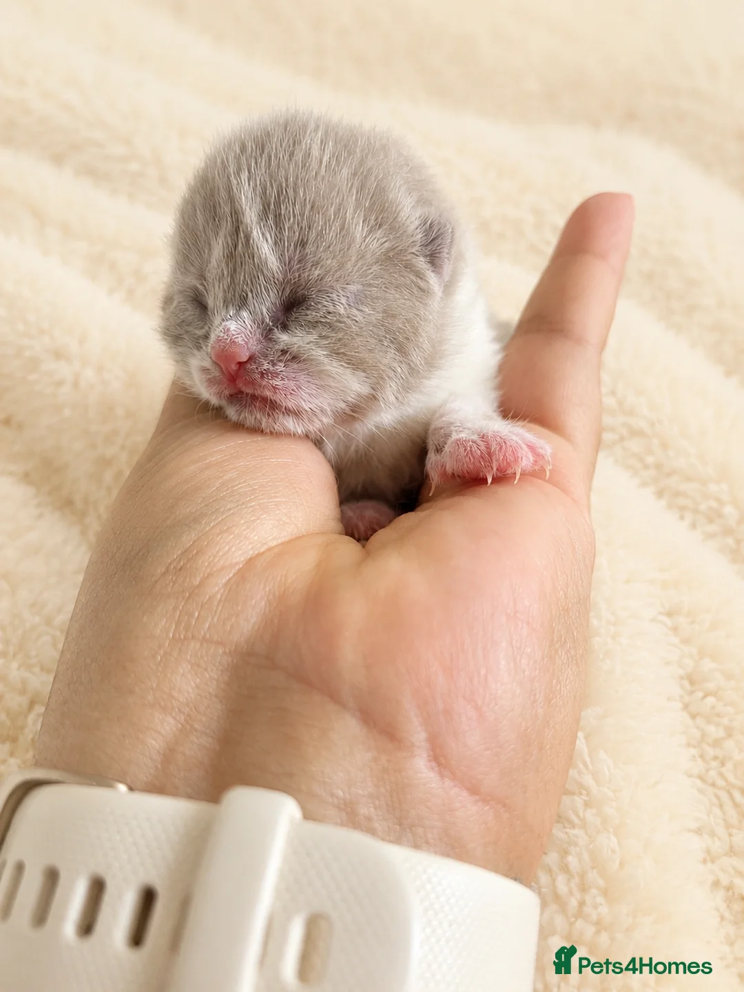 British Shorthair cats for sale: Exceptional quality British Shorthair kittens  - Advert 2