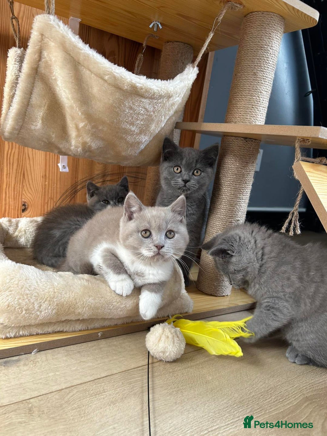 British Shorthair cats for sale: British shorthair kittens - Image 5