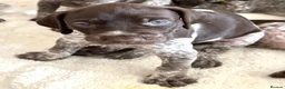 German Shorthaired Pointer dogs for sale: 🐾Last Boy Available! KC Registered GSP Puppy - Advert 13