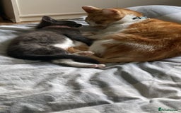 Mixed Breed cats for sale: Baby G - Image 5
