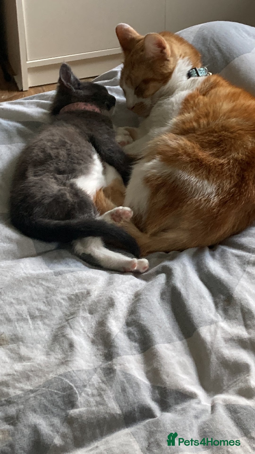 Mixed Breed cats for sale: Baby G - Image 5