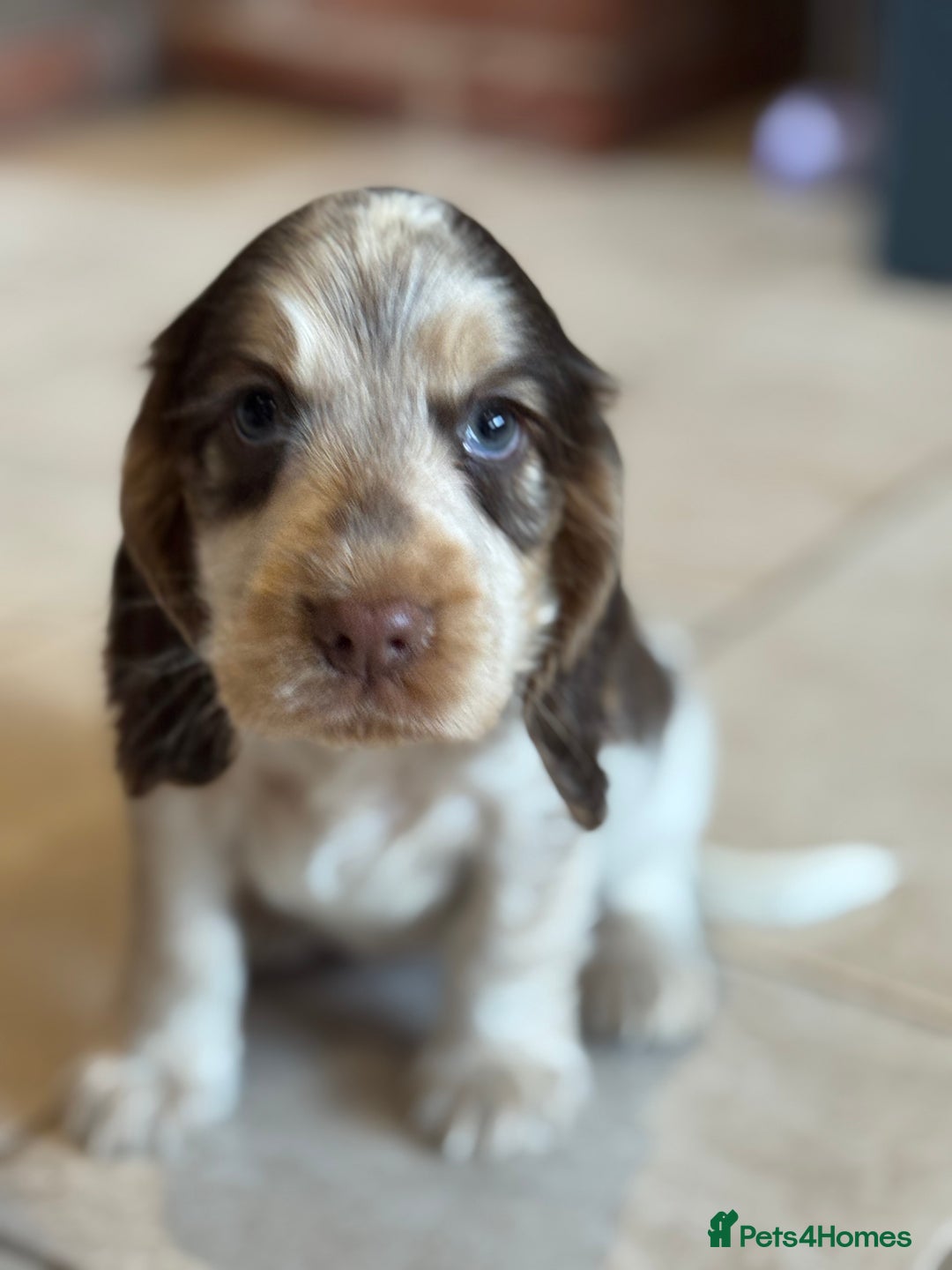 Cocker Spaniel dogs for sale: Gorgeous KC Show cocker spaniels  - Image 10