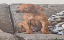 Rhodesian Ridgeback dogs for sale: Two stunning kc registered boys ready to leave  - Image 3