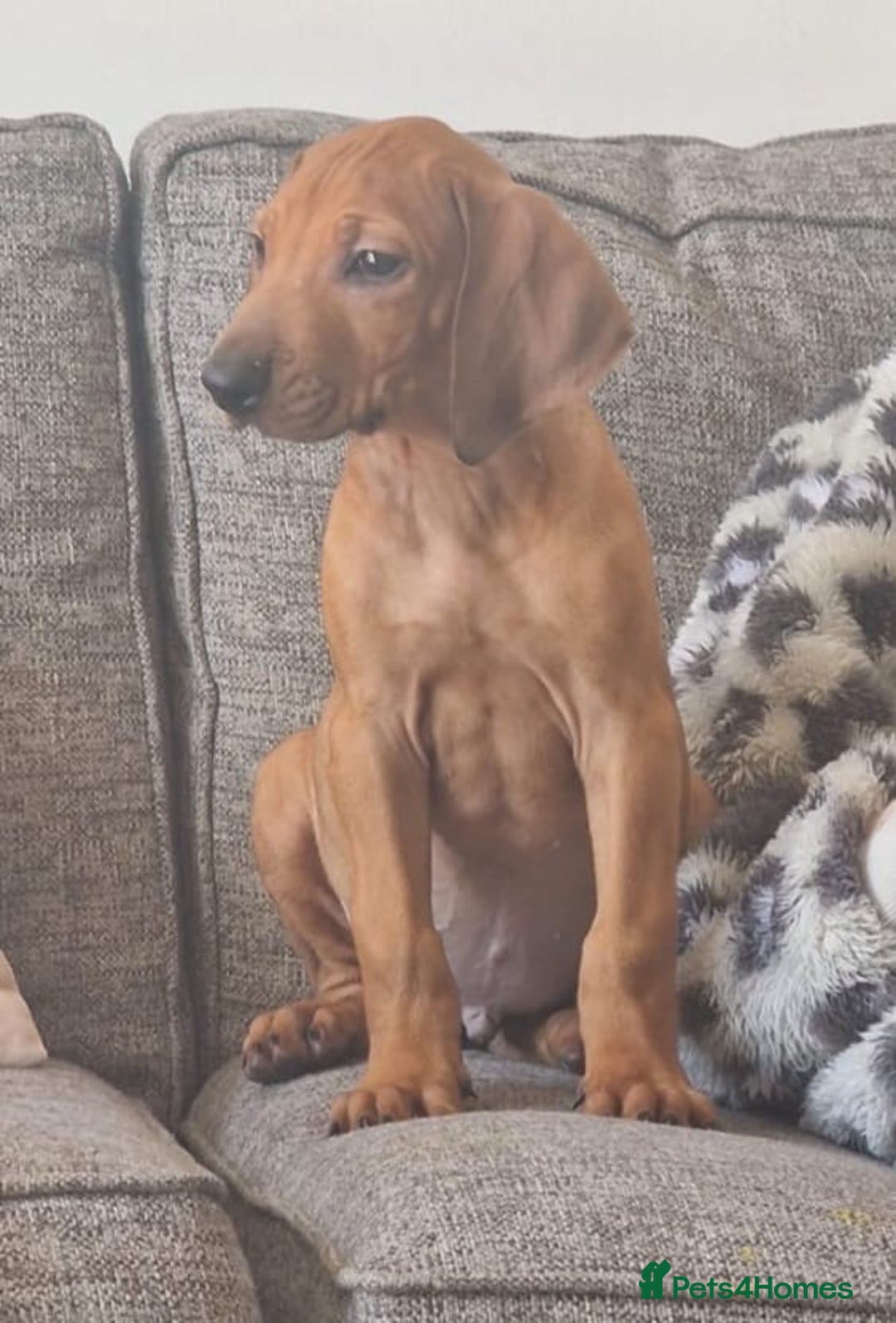 Rhodesian Ridgeback dogs for sale: Two stunning kc registered boys ready to leave  - Image 3
