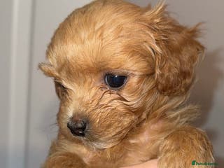 Maltipoo dogs **READY**Beautiful tiny F1 Asian Maltipoo puppies - Advert 15