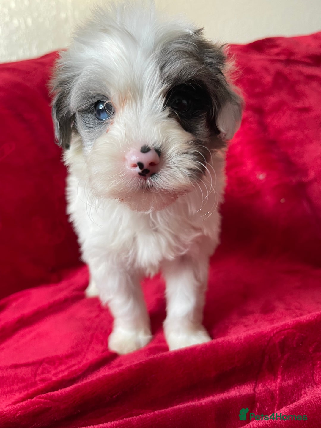 Yorkshire Terrier dogs for sale: Yorkshire terriers - Advert 3