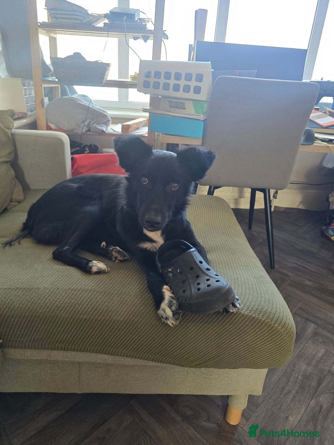 Mixed Breed dogs for adoption: Zorro for adoption - Image 3