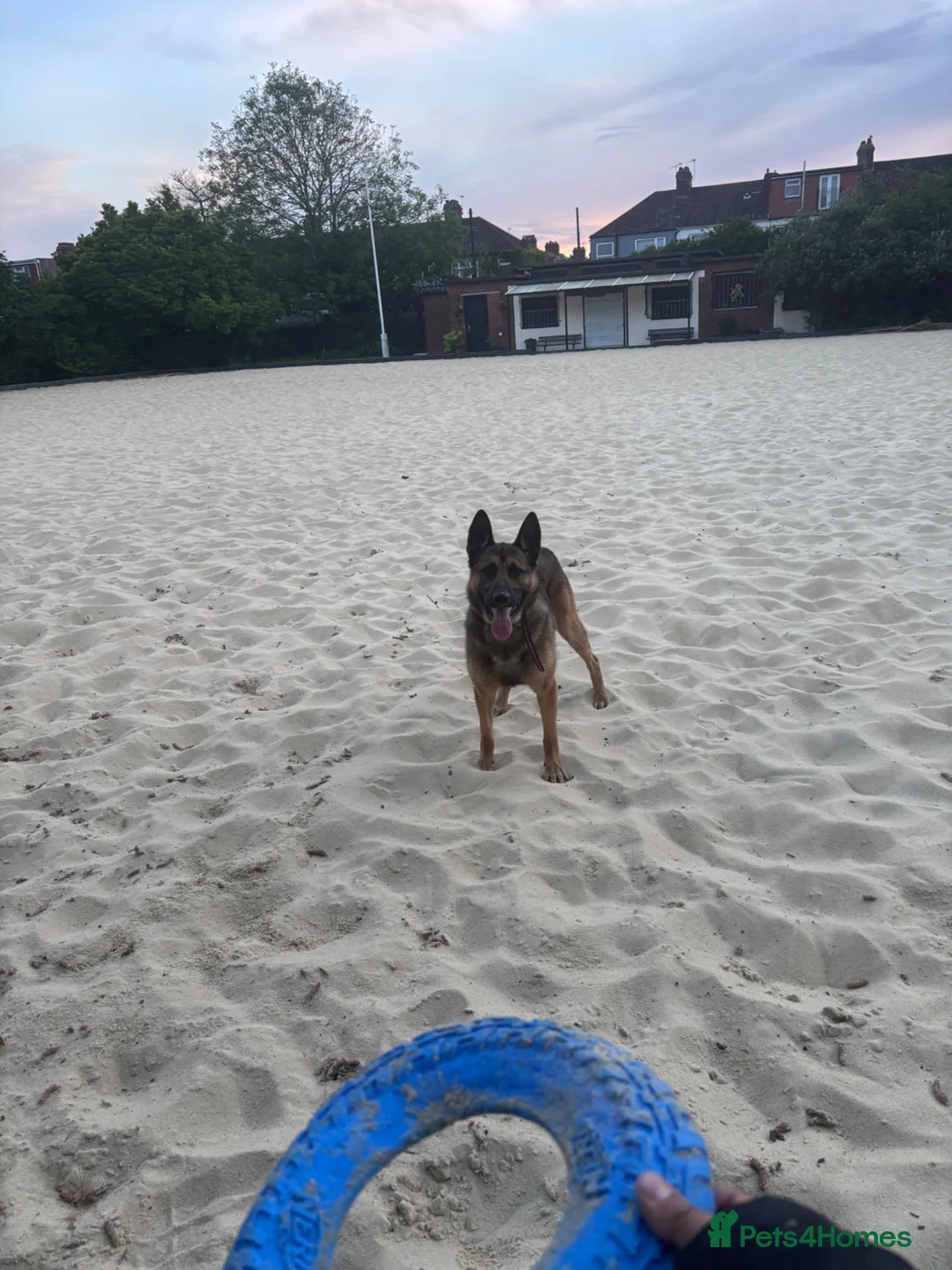 Mixed Breed dogs for sale: Simba  - Advert 1