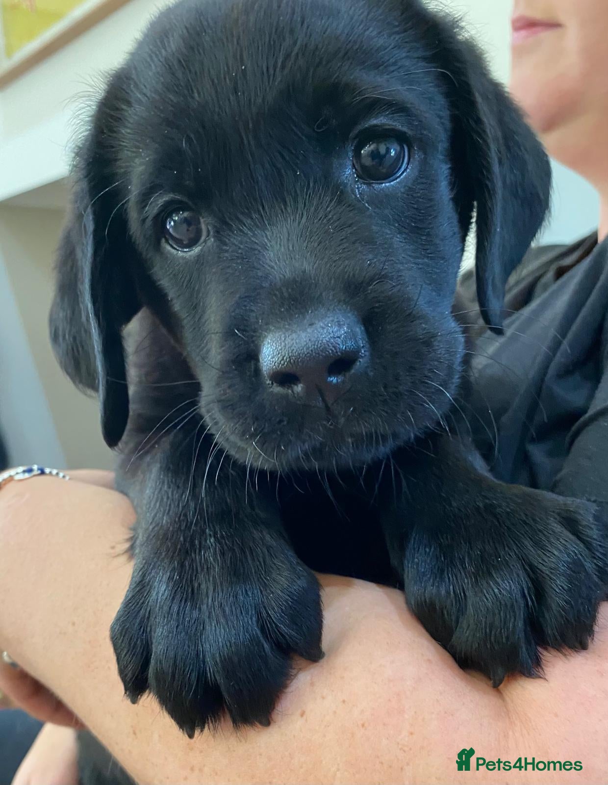 Labrador Retriever dogs 5* LICENCED LABRADOR BREEDER kc registered  - Advert 2