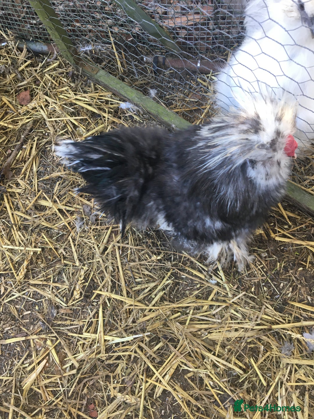 Chickens poultry for sale: Mottled silkie cockerel - Advert 5