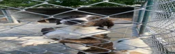 Mixed Breed dogs for adoption: Elin, 2-3 yrs old. Available for adoption. - Advert 6