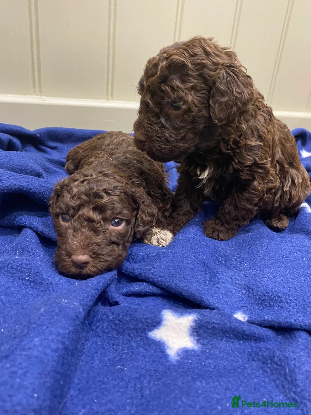 Lagotto Romagnolo dogs for sale: Lagotto romagnolo Puppies  - Advert 33