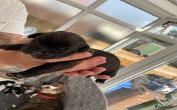 Mixed Breed dogs for sale: Cockerbull puppies  - Image 4