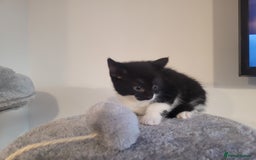 Mixed Breed cats for sale: Mixed British blue kittens  - Image 19