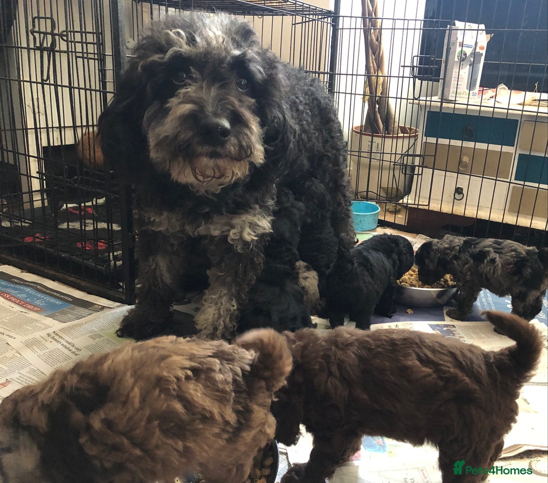 Labradoodle dogs for sale: Miniature Curly-Coated Teddybear Labradoodles  - Advert 39