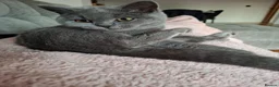 British Shorthair cats for sale:  Lovely Girl - Advert 3