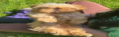 Shih Tzu Puppy 3