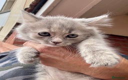 Mixed Breed cats for sale: Persian cross Ragdoll kittens real stunners - Image 2