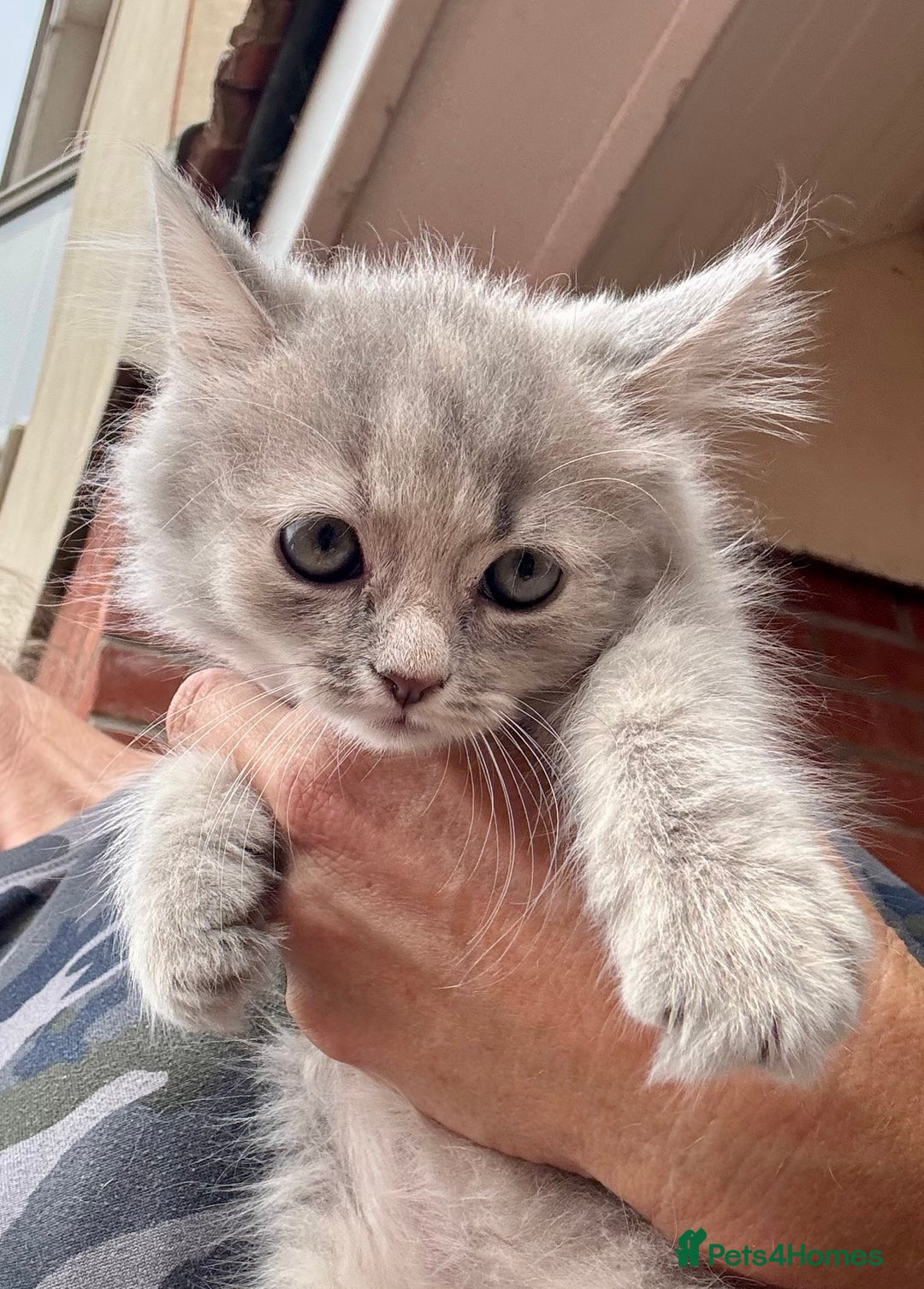 Mixed Breed cats for sale: Persian cross Ragdoll kittens real stunners - Image 2